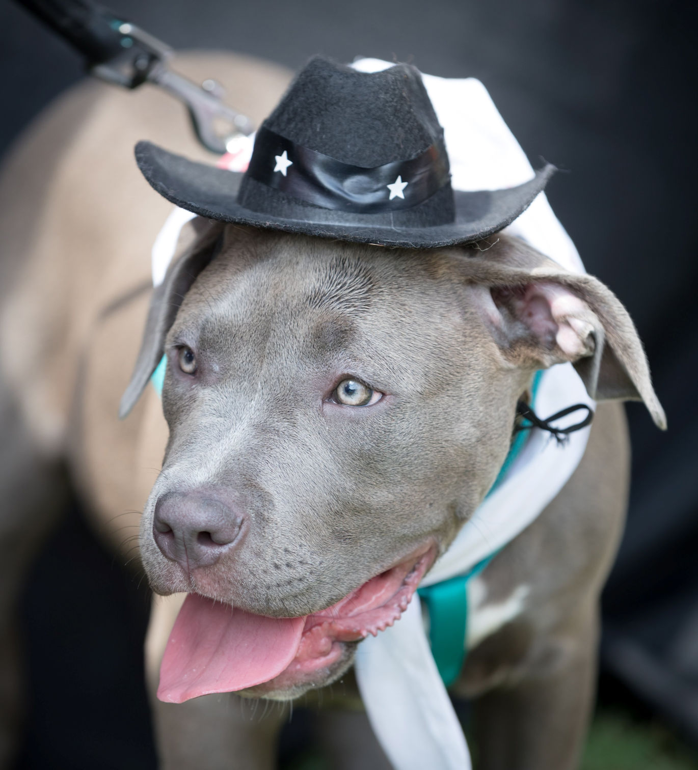Walk for the Animals